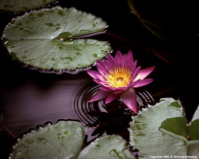 Water Lily