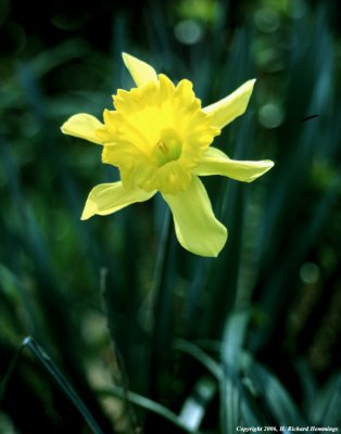 Backyard Beauty