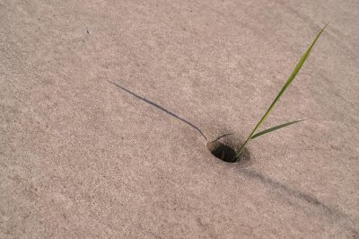 Life will find a way