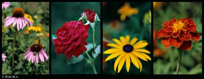 Composition of flowers