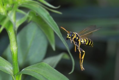Flying wasp