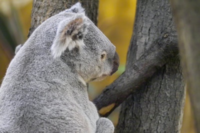 Koala No.2