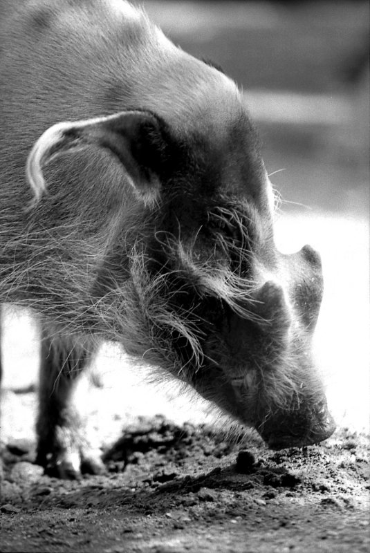 red river hog portrait