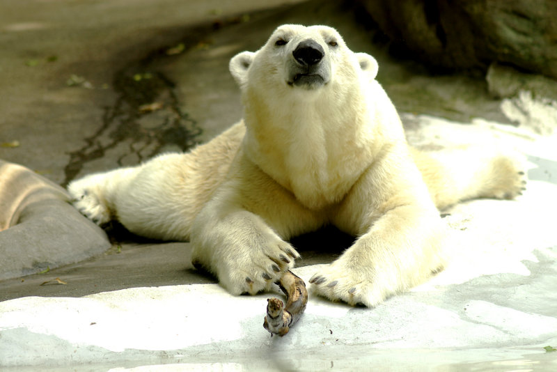 the size of those paws says it all!