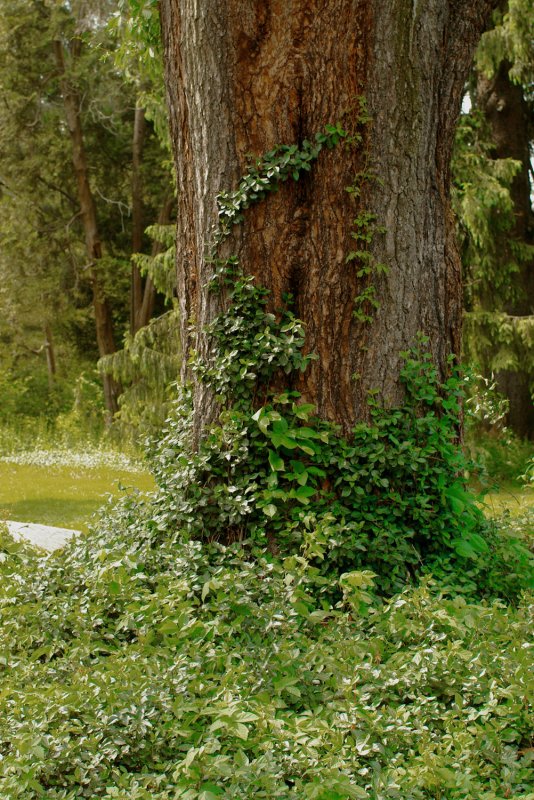 vine covered old tree