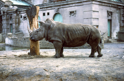 white rhino