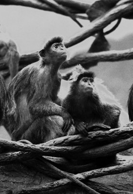 langur monkeys