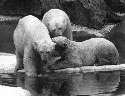 polar bears