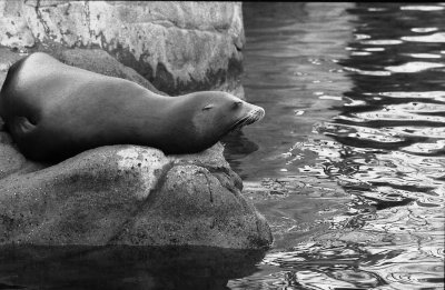 female sea lion