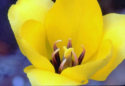 yellow flower
