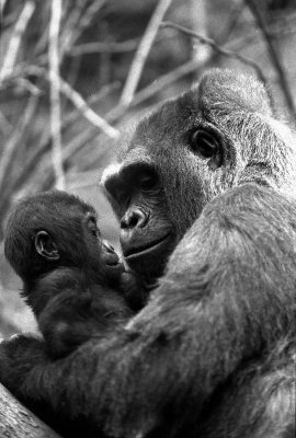 baby mountain gorilla with mother 2