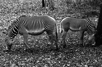 zebras