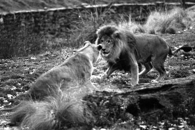 lion confrontation