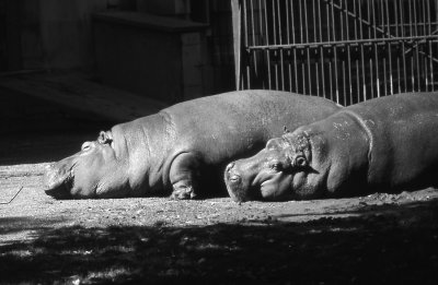 hippopotamus pair