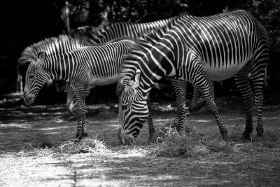 Grevy's zebra