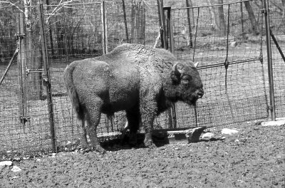 wisent (european bison)