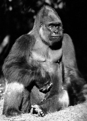 mountain gorilla portrait