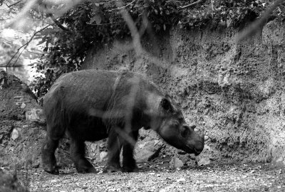 sumatran rhinoceras