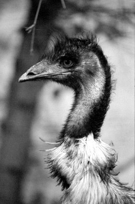 emu