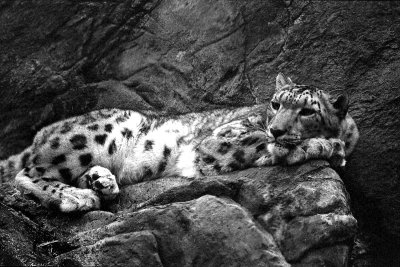 snow leopard in repose