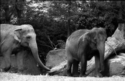 Asiatic elephants