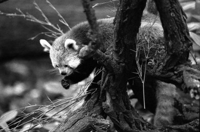 red panda (firecat)