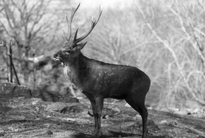 axis deer (sika)