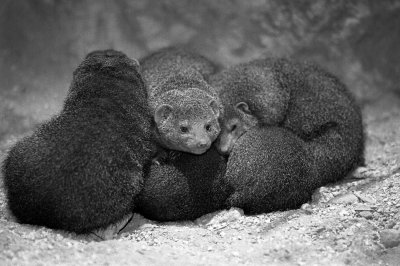pygmy mongoose group