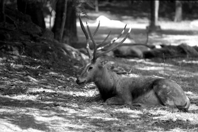 Pere Davids deer buck