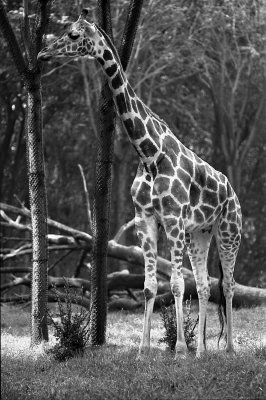 reticulated giraffe