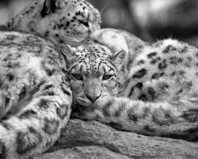 snow leopards