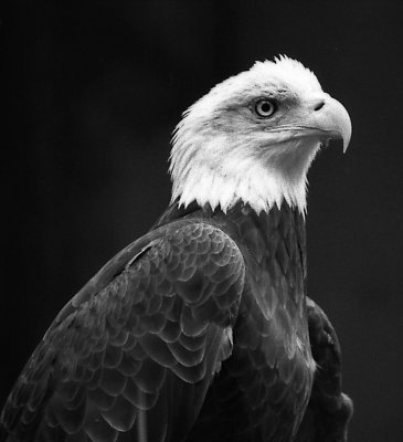 bald eagle