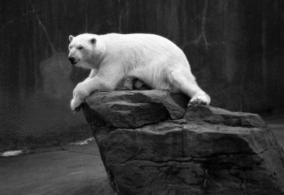 reclining polar bear 2