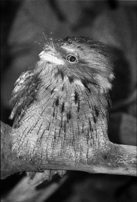 tawney frogmouth