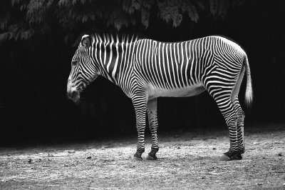 zebra isolani