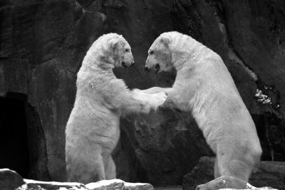 polar bear dance 1