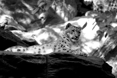 pretty snow leopard
