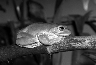 goliath frog