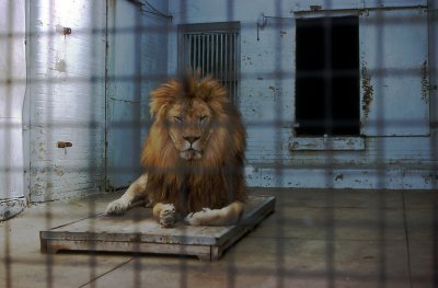 caged lion