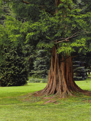 old campus tree