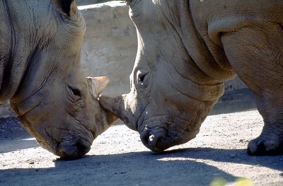 affection