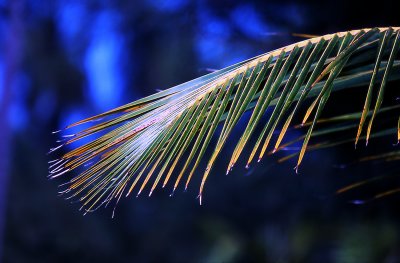 palm frond
