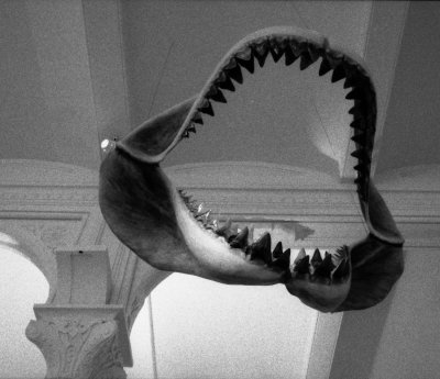 prehistoric bigmouth