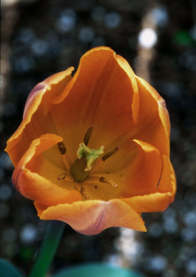 tulip center