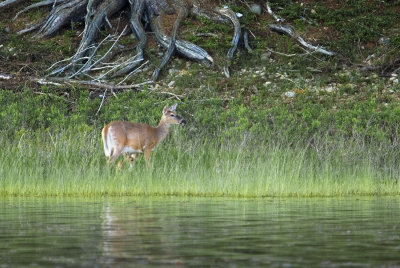 deer in marshes
