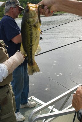 largemouth on the trip's top producing lure