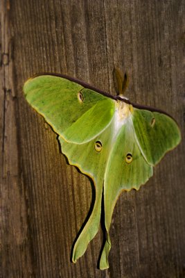 Luna Moth - creature of the night