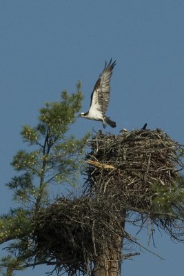 osprey leaving nest