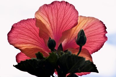 backlit flower