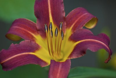 tiger lilly